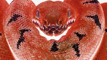 This snake is so beautiful that it has inspired many of the fictional cartoons