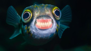 An astonishing picture of this fish with human teeth is going viral, Facebook users spam with likes