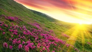 Flower valleys to visit this spring in India | Spring travel 2022