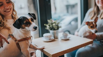 Pet cafe for you and your buddy to spend a fun time together.