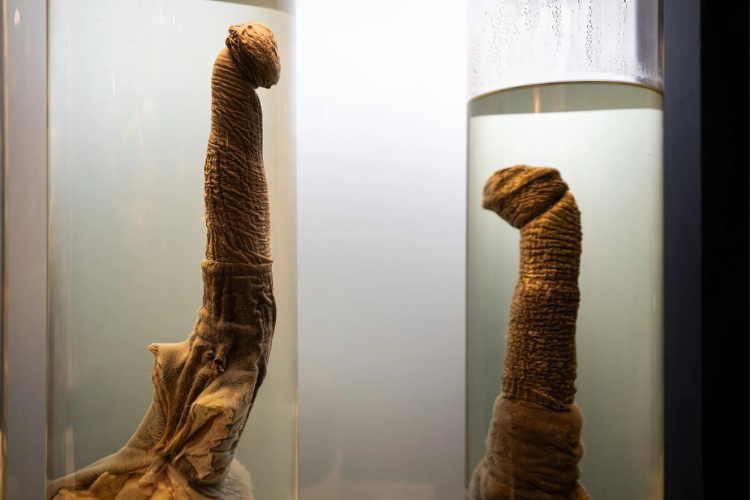 Unusual Museums Around the World You Should Know