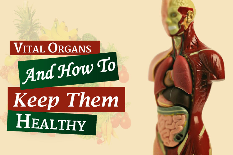 Top 5 Easy Ways to Care for Your Vital Organs - Healthy Tips