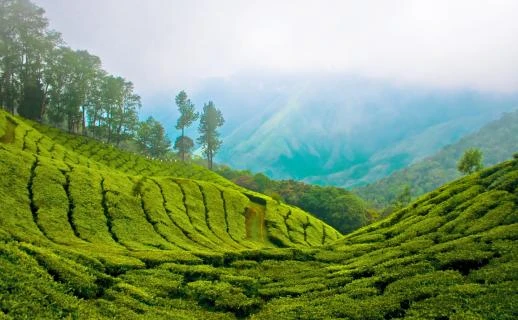 Britishers' Holiday Spot in the South You must visit | travel Munnar