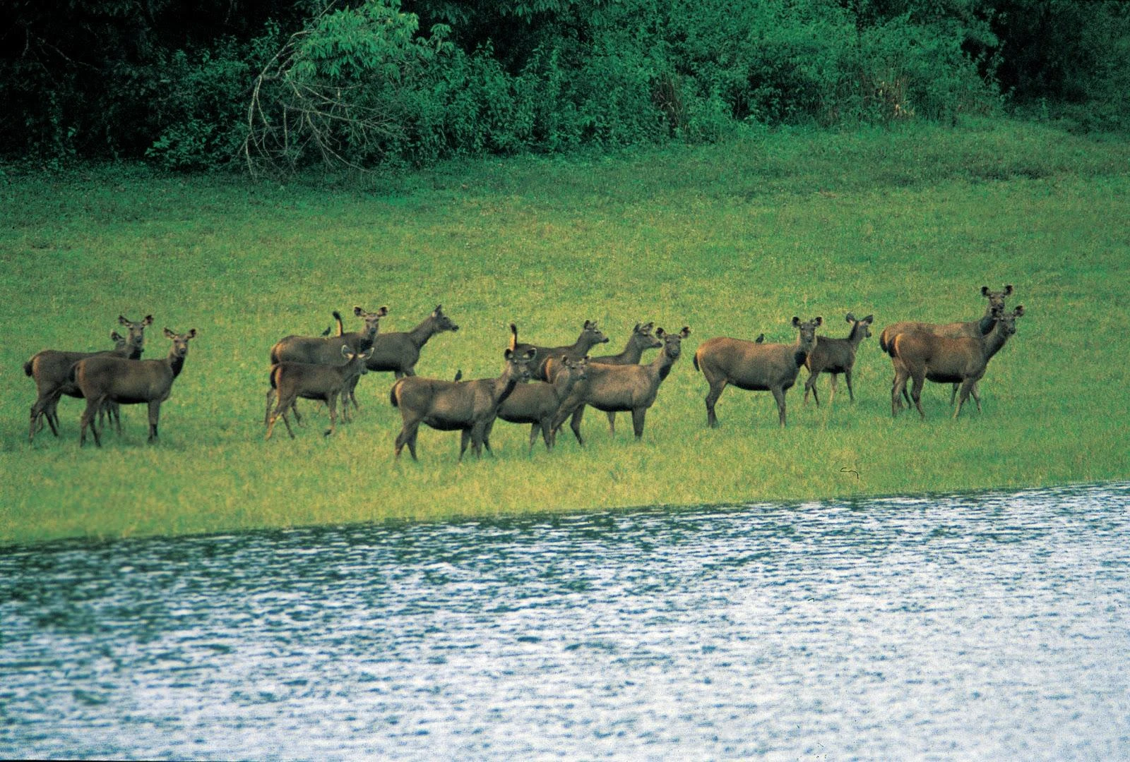 Britishers' Holiday Spot in the South You must visit | travel Munnar