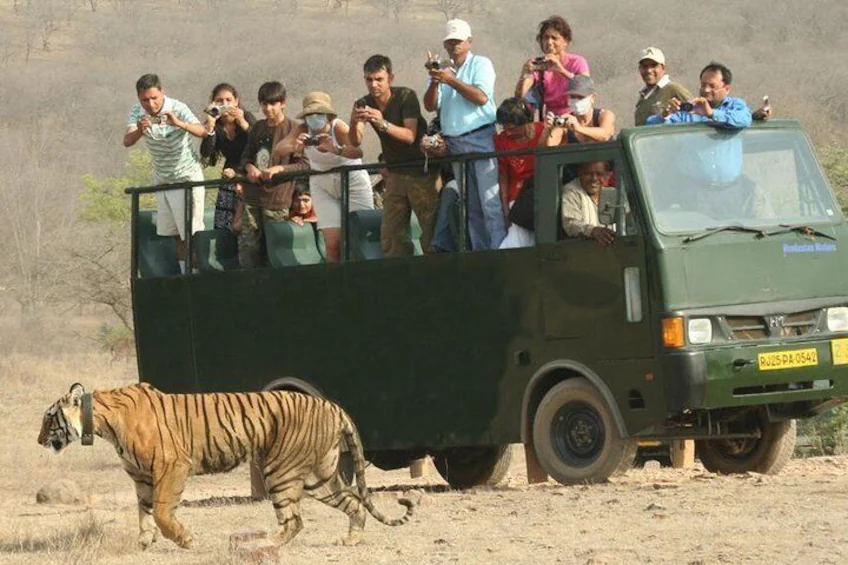 Ranthambore National Park - A complete Guide