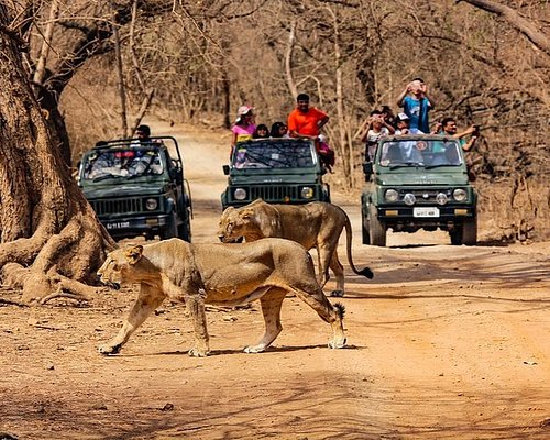 Girlionsafari - Explore the Best Safari