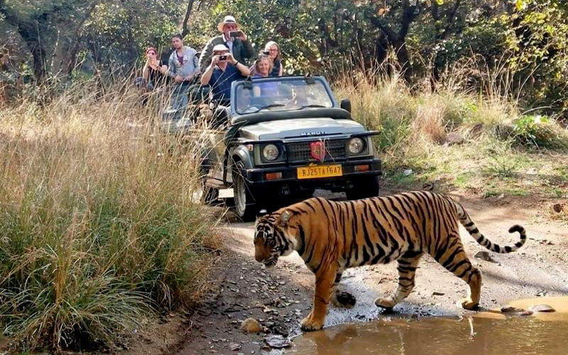 Ranthambore National Park - A complete Guide