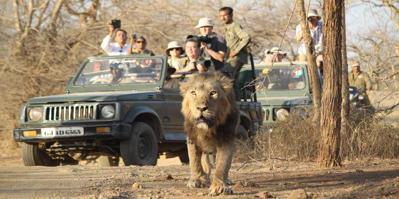 Girlionsafari - Explore the Best Safari