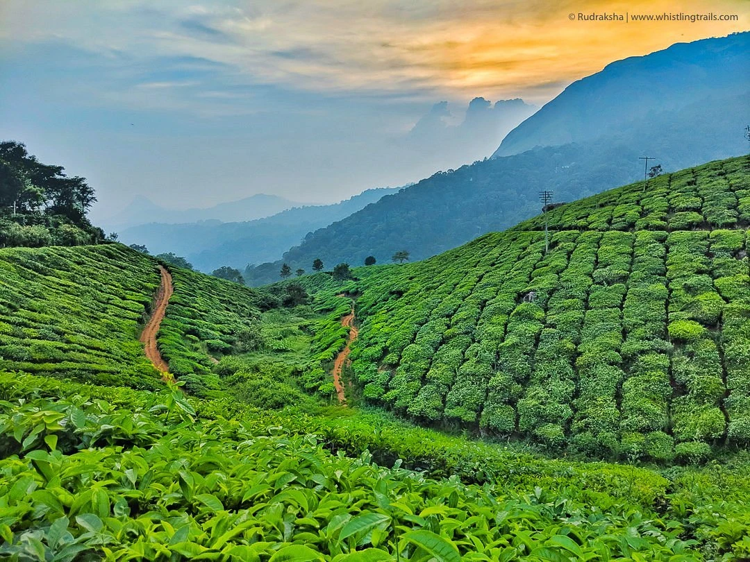 Britishers' Holiday Spot in the South You must visit | travel Munnar