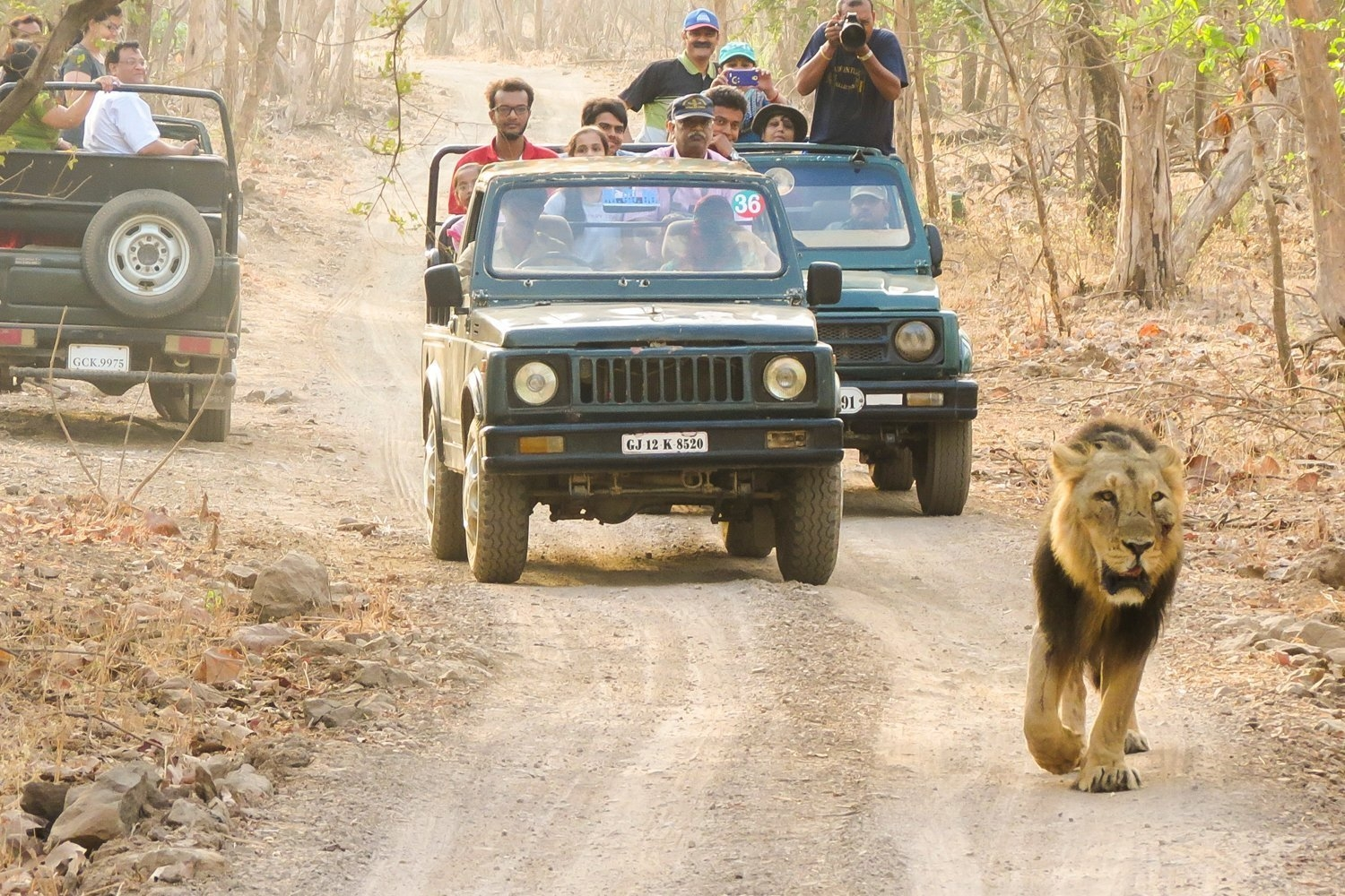 Girlionsafari - Explore the Best Safari