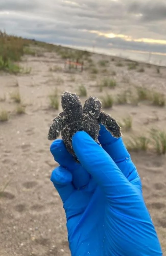 Rare two-headed baby turtle found on the beach by volunteers, pics go viral