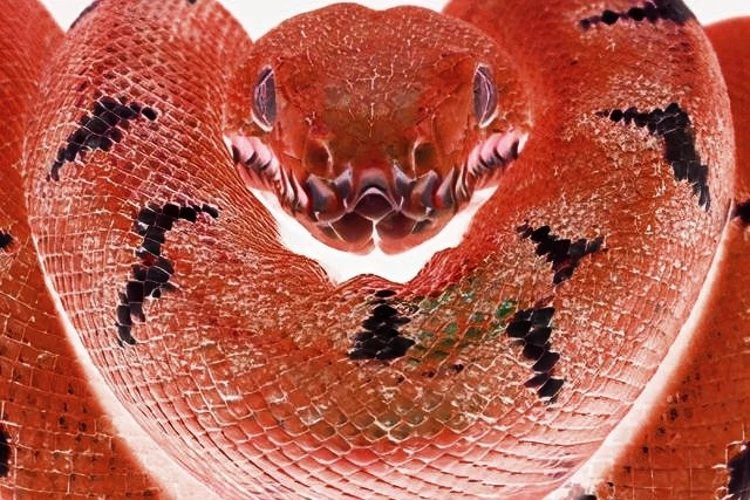 This snake is so beautiful that it has inspired many of the fictional cartoons