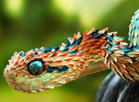 This snake is so beautiful that it has inspired many of the fictional cartoons