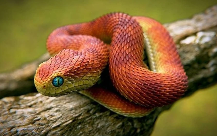 This snake is so beautiful that it has inspired many of the fictional cartoons