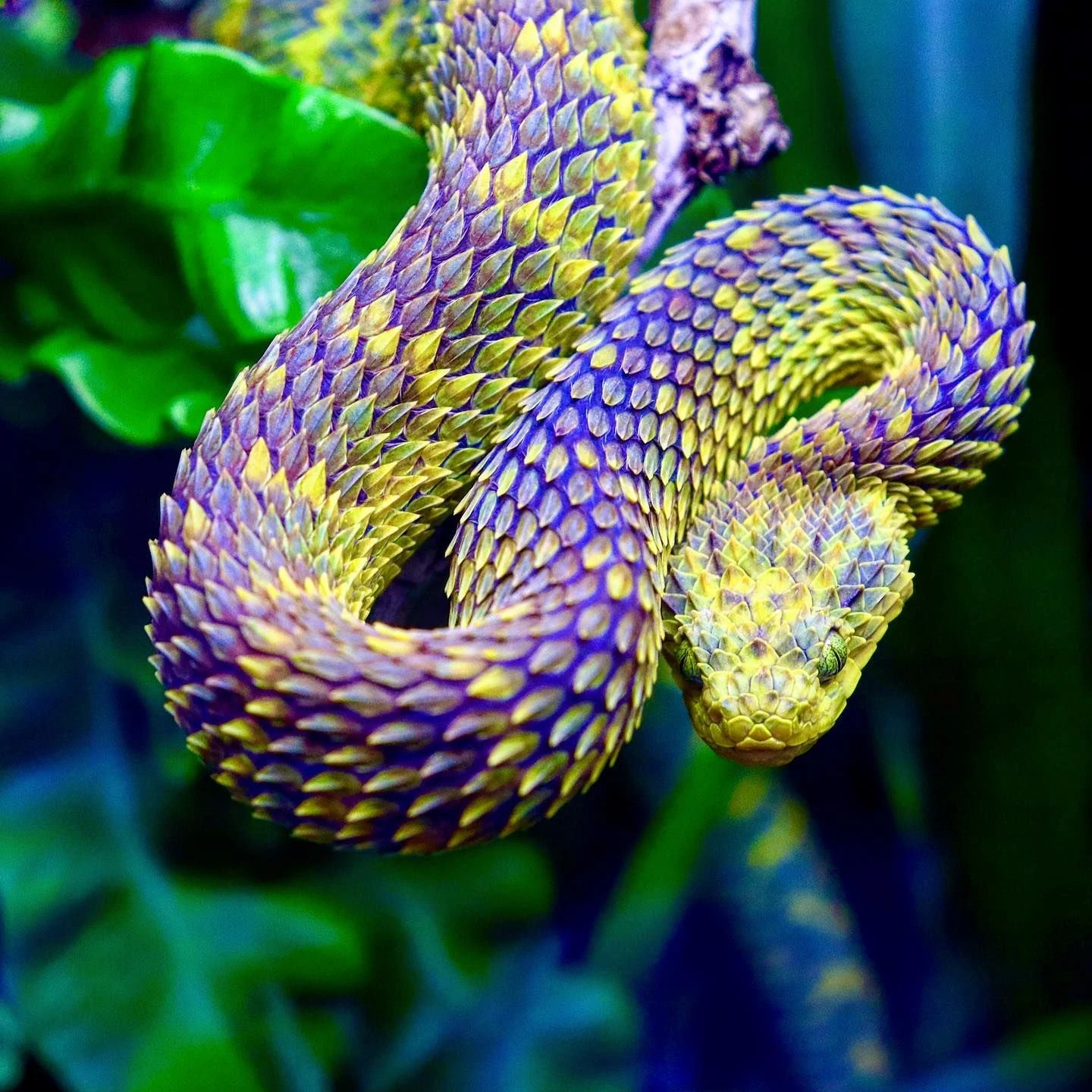 These snakes are so beautiful and vibrant that the photographer always actively looks for them. The pictures of these snakes are so beautiful with the snakes hanging from the trass found in the rainforest of central and west Africa.  