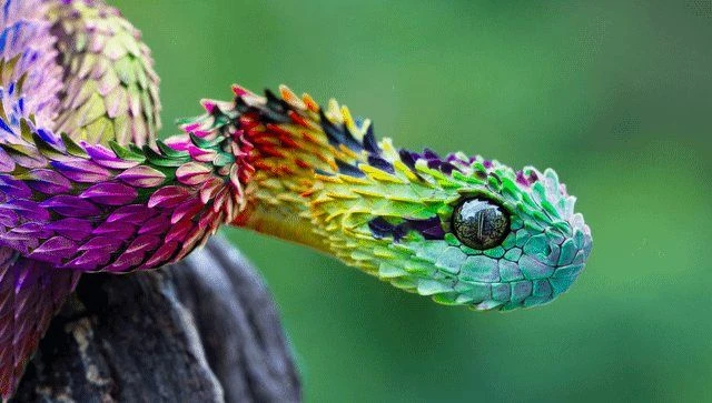 These snakes are so beautiful and vibrant that the photographer always actively looks for them. The pictures of these snakes are so beautiful with the snakes hanging from the trass found in the rainforest of central and west Africa.  