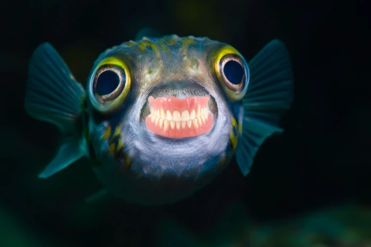 An astonishing picture of this fish with human teeth is going viral, Facebook users spam with likes