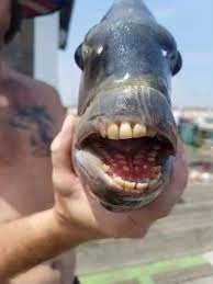 An astonishing picture of this fish with human teeth is going viral, Facebook users spam with likes