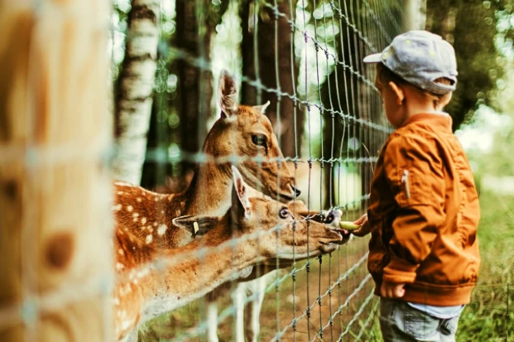 Nandankanan Zoological Park opened for the public after a 3 month-long hiatus due to Covid