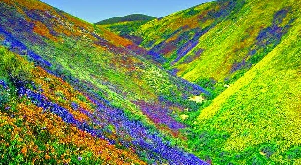 Flower valleys to visit this spring in India | Spring travel 2022