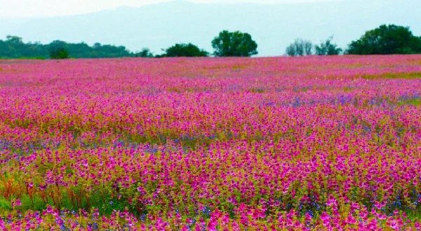 Flower valleys to visit this spring in India | Spring travel 2022