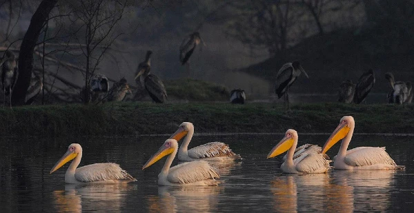 Top 9 bird watching destinations you need to visit this season