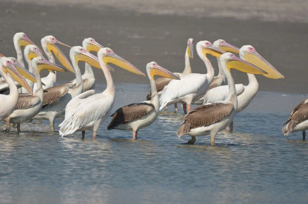 Top 9 bird watching destinations you need to visit this season