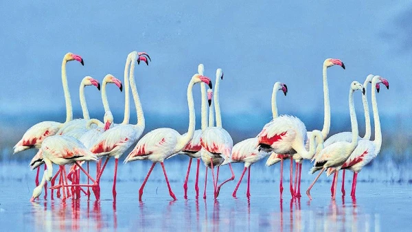 Top 9 bird watching destinations you need to visit this season