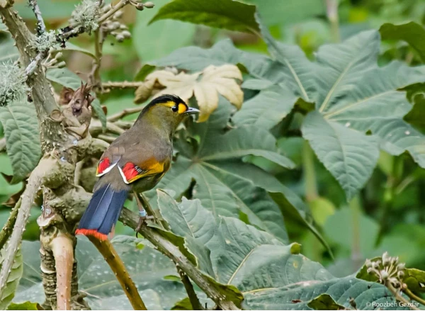 Top 9 bird watching destinations you need to visit this season