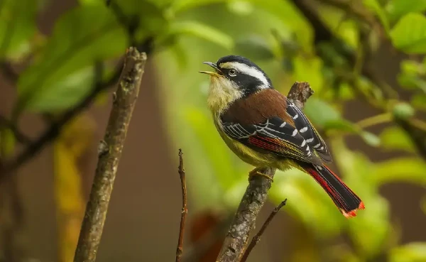 Top 9 bird watching destinations you need to visit this season