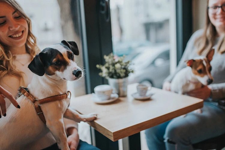 Pet cafe for you and your buddy to spend a fun time together.