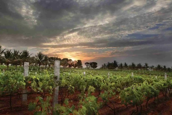 Top 5 vineyards in India where you need to go for wine tasting