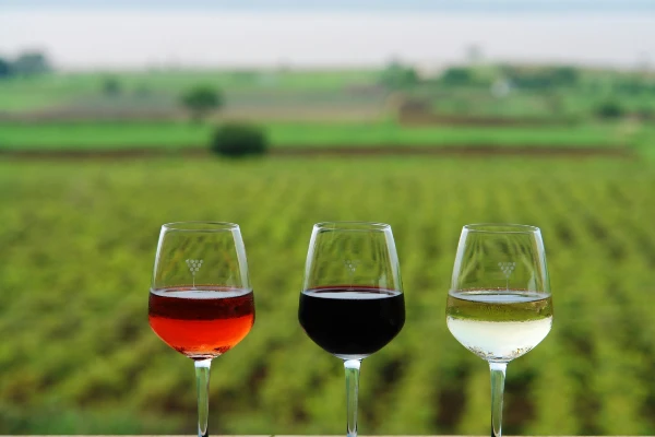 Top 5 vineyards in India where you need to go for wine tasting