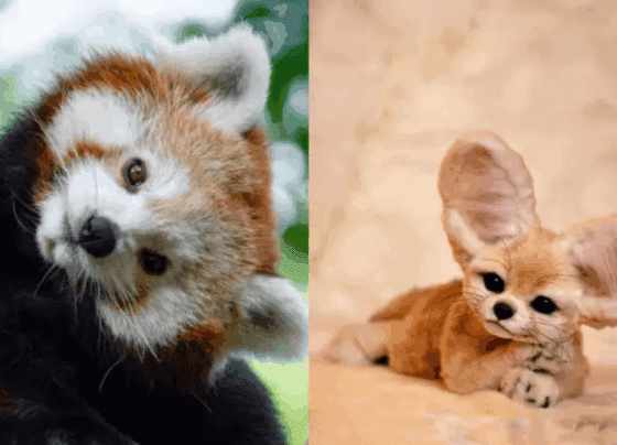 5 Adorable Animals