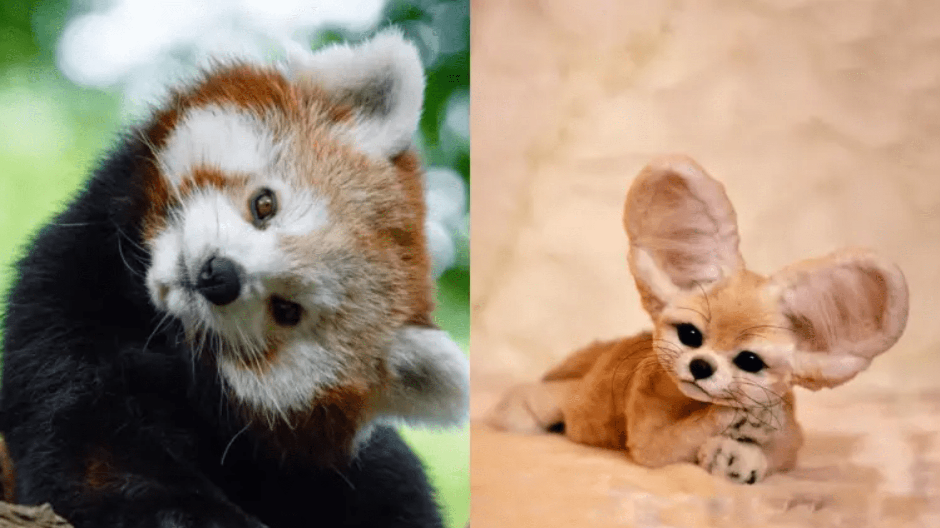 5 Adorable Animals